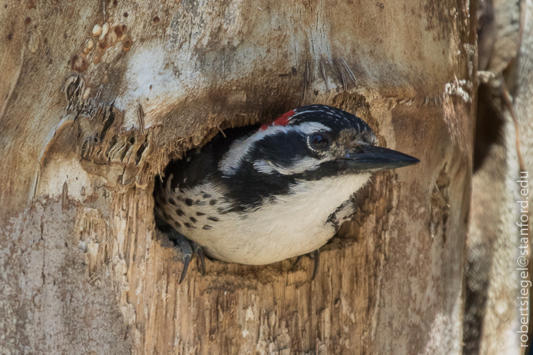 woodpecker